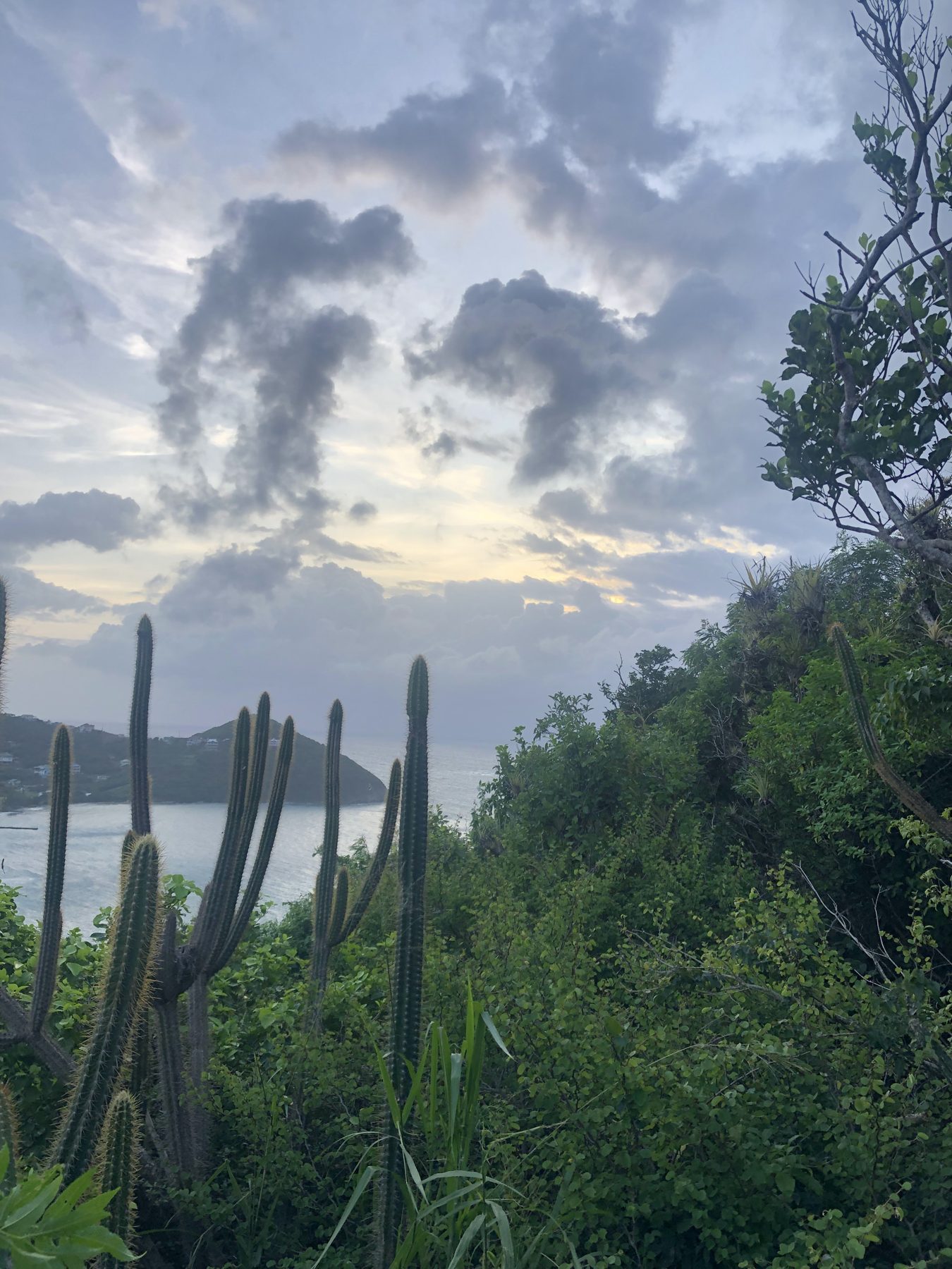 Cactus silhouettes at dusk