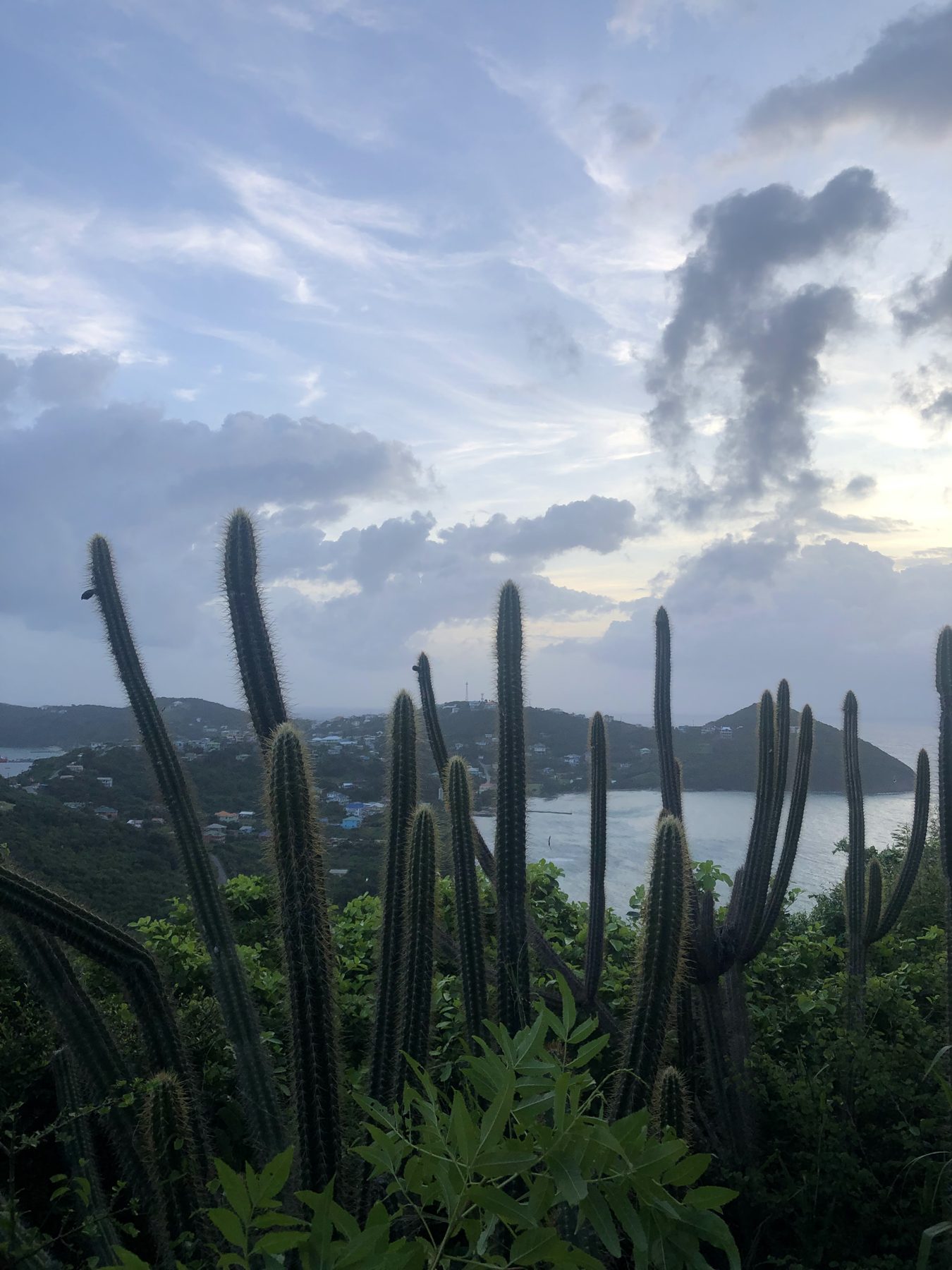 Dusk through the cactus scrub