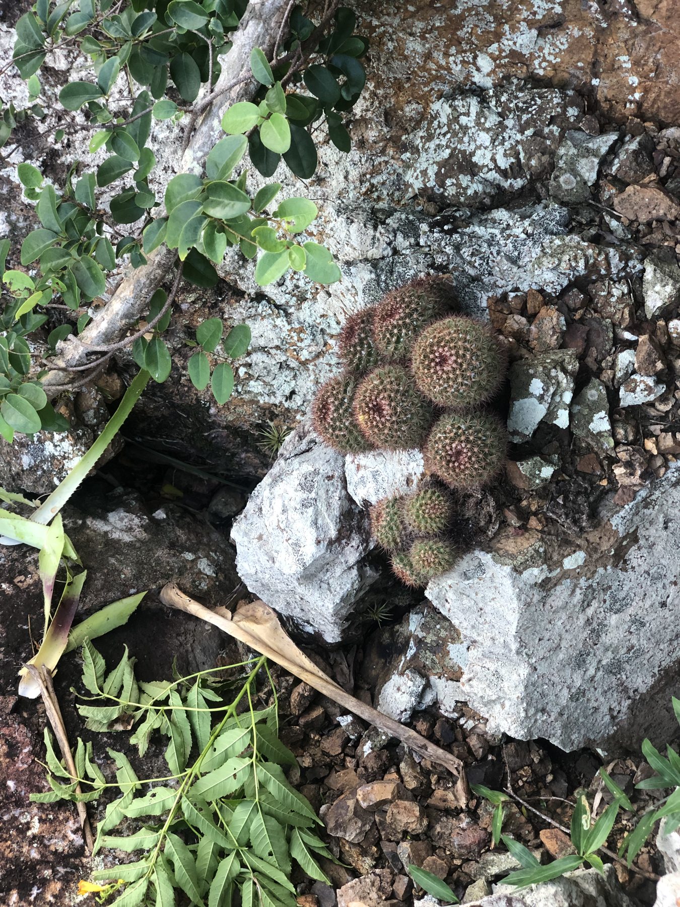 Pincushion cacti on volcanic rock