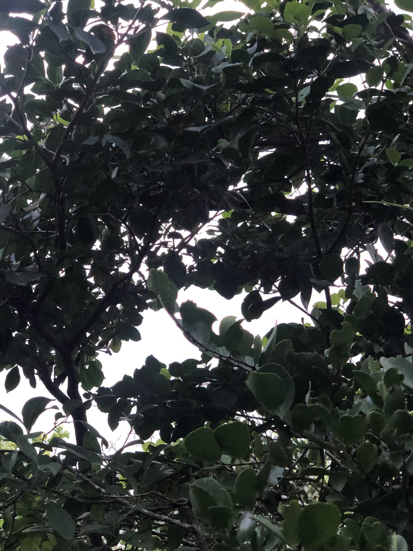 A local — Canouan means “island of turtles”